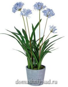 Агапантус (Agapanthus) 