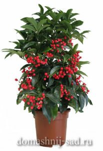 Ардизия городчатая (Ardisia crenata) 